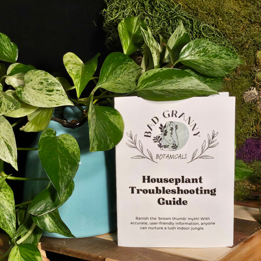 Houseplant Troubleshooting Guide