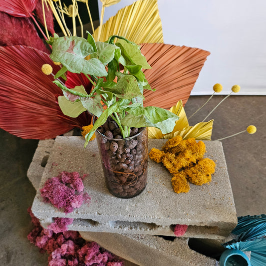 Syngonium Pink Confetti in LECA (tall vase)